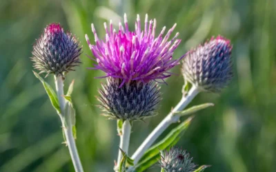Top Benefits of Milk Thistle Supplements for Liver Health