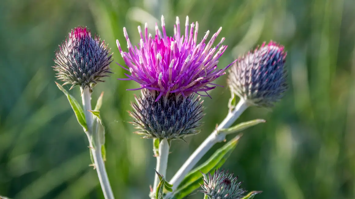 Top Benefits of Milk Thistle Supplements for Liver Health